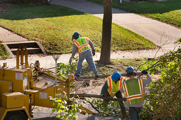 Best Seasonal Cleanup (Spring/Fall)  in Ida Grove, IA